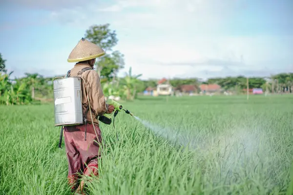 Yaşlı bir erkek çiftçi pirinç yeşili tarlasına böcek ilacı sıkıyor. Pirinç tarlasını bitki böceklerinden koru. Yaşlılar doğada çalışıyor.