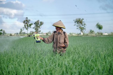 Yaşlı bir erkek çiftçi pirinç yeşili tarlasına böcek ilacı sıkıyor. Pirinç tarlasını bitki böceklerinden koru. Yaşlılar doğada çalışıyor.