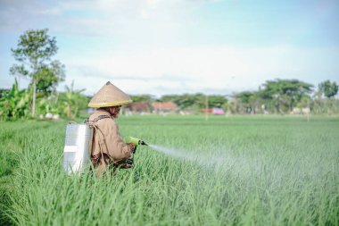 Yaşlı bir erkek çiftçi pirinç yeşili tarlasına böcek ilacı sıkıyor. Pirinç tarlasını bitki böceklerinden koru. Yaşlılar doğada çalışıyor.
