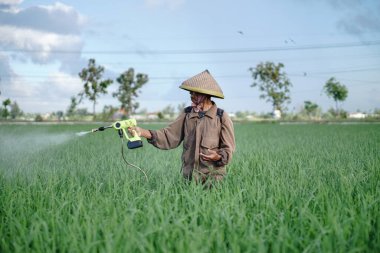 Yaşlı bir erkek çiftçi pirinç yeşili tarlasına böcek ilacı sıkıyor. Pirinç tarlasını bitki böceklerinden koru. Yaşlılar doğada çalışıyor.