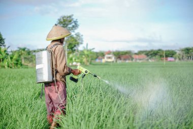 Yaşlı bir erkek çiftçi pirinç yeşili tarlasına böcek ilacı sıkıyor. Pirinç tarlasını bitki böceklerinden koru. Yaşlılar doğada çalışıyor.