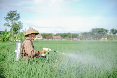Yaşlı bir erkek çiftçi pirinç yeşili tarlasına böcek ilacı sıkıyor. Pirinç tarlasını bitki böceklerinden koru. Yaşlılar doğada çalışıyor.