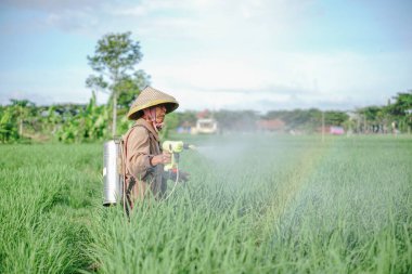 Yaşlı bir erkek çiftçi pirinç yeşili tarlasına böcek ilacı sıkıyor. Pirinç tarlasını bitki böceklerinden koru. Yaşlılar doğada çalışıyor.