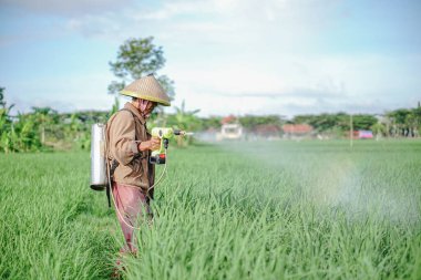 Yaşlı bir erkek çiftçi pirinç yeşili tarlasına böcek ilacı sıkıyor. Pirinç tarlasını bitki böceklerinden koru. Yaşlılar doğada çalışıyor.