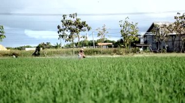 Yaşlı bir erkek çiftçi pirinç yeşili tarlasına böcek ilacı sıkıyor. Pirinç tarlasını bitki böceklerinden koru. Yaşlılar doğada çalışıyor..