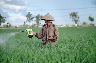 Yaşlı bir erkek çiftçi pirinç yeşili tarlasına böcek ilacı sıkıyor. Pirinç tarlasını bitki böceklerinden koru. Yaşlılar doğada çalışıyor.