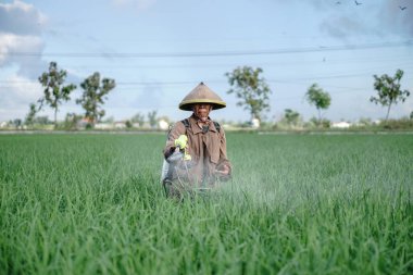 Yaşlı bir erkek çiftçi pirinç yeşili tarlasına böcek ilacı sıkıyor. Pirinç tarlasını bitki böceklerinden koru. Yaşlılar doğada çalışıyor.