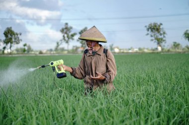 Yaşlı bir erkek çiftçi pirinç yeşili tarlasına böcek ilacı sıkıyor. Pirinç tarlasını bitki böceklerinden koru. Yaşlılar doğada çalışıyor.