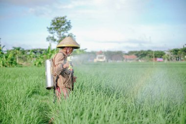 Yaşlı bir erkek çiftçi pirinç yeşili tarlasına böcek ilacı sıkıyor. Pirinç tarlasını bitki böceklerinden koru. Yaşlılar doğada çalışıyor.