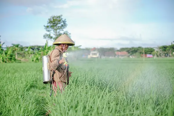 Yaşlı bir erkek çiftçi pirinç yeşili tarlasına böcek ilacı sıkıyor. Pirinç tarlasını bitki böceklerinden koru. Yaşlılar doğada çalışıyor.