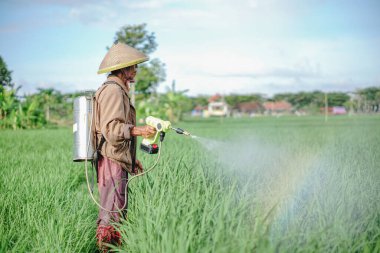 Yaşlı bir erkek çiftçi pirinç yeşili tarlasına böcek ilacı sıkıyor. Pirinç tarlasını bitki böceklerinden koru. Yaşlılar doğada çalışıyor.