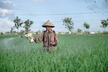 Yaşlı bir erkek çiftçi pirinç yeşili tarlasına böcek ilacı sıkıyor. Pirinç tarlasını bitki böceklerinden koru. Yaşlılar doğada çalışıyor.