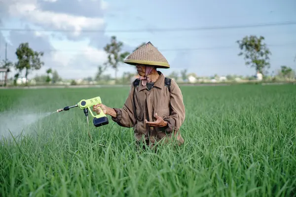 Yaşlı bir erkek çiftçi pirinç yeşili tarlasına böcek ilacı sıkıyor. Pirinç tarlasını bitki böceklerinden koru. Yaşlılar doğada çalışıyor.