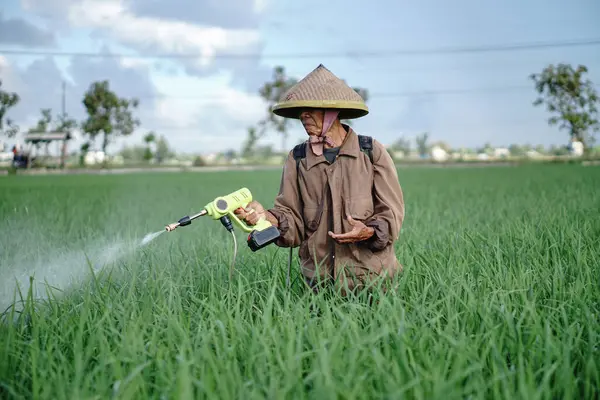 Yaşlı bir erkek çiftçi pirinç yeşili tarlasına böcek ilacı sıkıyor. Pirinç tarlasını bitki böceklerinden koru. Yaşlılar doğada çalışıyor.