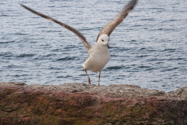 seagull landing on rocks with wings spread
