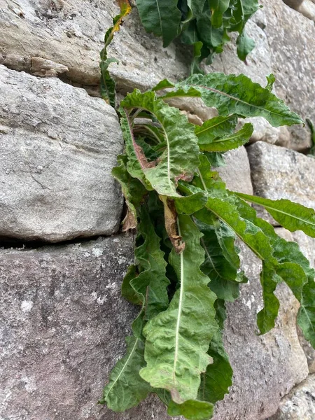 green hanging plant growing in the cracks of a rock wall.