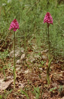 Anacamptis pyramidalis or  pyramidal orchid whole plant in field clipart