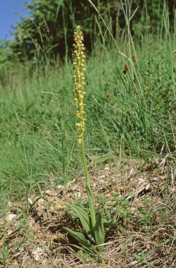 Tüm Aceras Antrophorum 'u, Man Orchid bitkisini kapatın.