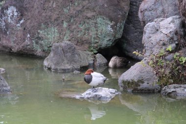 Japanese garden Kiyosumi-Park in Tokyo closeup of a duck sleeping on a rock on the lake clipart