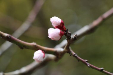 Mart ayında Tokyo 'daki Kiyosumi-Park' taki bir Japon bahçesinde kiraz eriği tomurcuklanmasına yakın çekim.