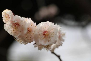 closeup of cherry plum Prunus cerasifer flowers in March in a Japanese garden Kiyosumi-Park in Tokyo clipart