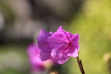 Japonya 'nın başkenti Kmakura' da Rodemdron mukozasının pembe çiçeklerine yakın çekim 