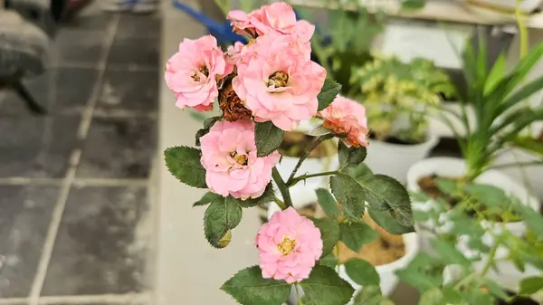 Arkaplanı maviye boyanmış bir kapta güzel pembe güller