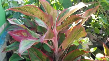 Tropik süs bitkisi 'Aglaonema commutatum'. Yaprakların kenarlarında kırmızı çizgiler olan uzun yapraklarla rüzgarda savrulan bir sepet saksısı.