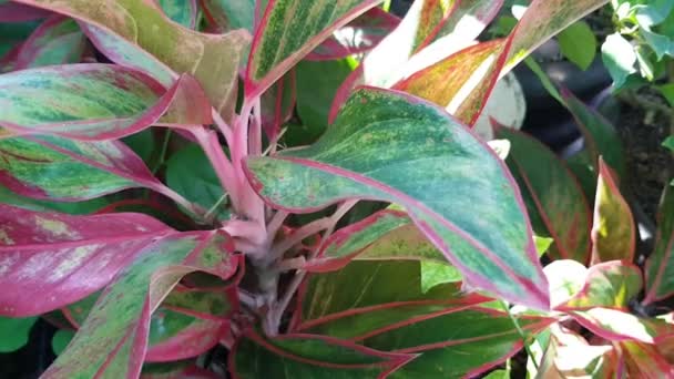 Planta Ornamental Tropical Aglaonema Commutatum Com Folhas Longas Modeladas Com — Vídeo de Stock