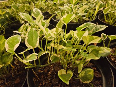 Euphorbia titimaloides uzun ömürlü sulu bir bitkidir. Ereksiyon, bitkinin bilimsel adı Pedilanthus titimaloides olarak da bilinir.