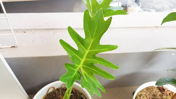 Philo bergerigi ya da alocasia portei, Endonezya 'da yetişen bir bitki türü.