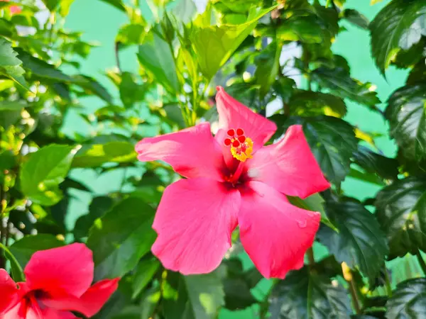 Kembang sepatu ya da Thespesia grandiflora, Malvaceae familyasından bir ağaçtır. Sarı merkezli Thespesia grandiflora. Thespesia grandiflora yeşil yapraklarla çevrilidir.