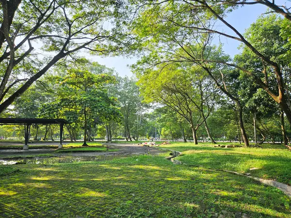 Bir sürü ağaç ve bank olan bir park. Park boş ve güneş parlıyor, park ve açık hava konsepti.