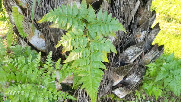 Yeşil yaprak Davallia eğreltiotu (Davallia trikomanoides), ev ve bahçedeki süs bitkisi, doğa arka planı