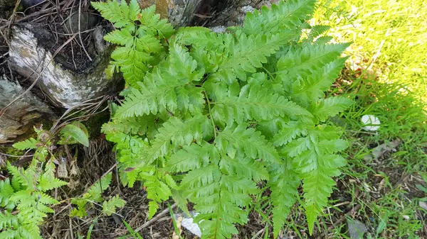 Yeşil yaprak Davallia eğreltiotu (Davallia trikomanoides), ev ve bahçedeki süs bitkisi, doğa arka planı