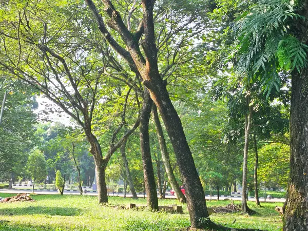 Bir sürü ağaç ve bank olan bir park. Park boş ve güneş parlıyor, park ve açık hava konsepti.