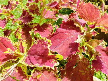 A beautiful ornamental plant named coleus. Plectranthus scutellarioides, or Miana leaves or Coleus Scutellarioides, species of flowering plant in the family of Lamiaceae. Nature Concept clipart