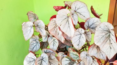 Banyumas, Endonezya - 10 Nisan 2024: Caladium silver gümüş yapraklı ve kırmızı benekli bir bitkidir