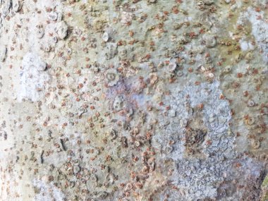 Sert ve engebeli bir yüzeyi olan bir ağaç. Yüzey küçük yuvarlak tümseklerle kaplı, dokulu bir görünüm veriyor. T, arkaplan ve doku kavramı