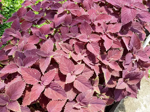 Coleus adında çok güzel bir süs bitkisi. Plectranthus scutellarioides, veya Miana ayrılır veya Coleus Scutellarioides, Lamiaceae familyasından çiçek açan bir bitki türü. Doğa Konsepti