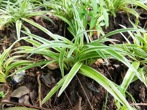 Banyumas, Endonezya - 11 Nisan 2024: Güzel klorophytum laxum bichetii Leaves in the garden, Plant Concept