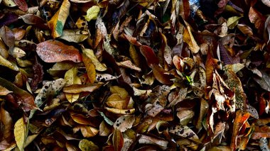 Bir grup kuru yaprak arka planı kapatıyor. Bronz baharatlı kil paslı kehribar kahverengisi kurumuş yerde bir yığın kuru kahverengi yaprak yakın.
