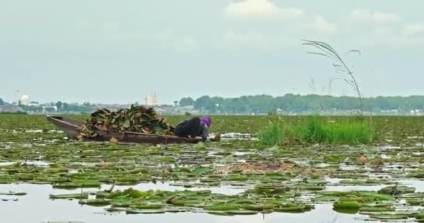 Uma Mulher Está Ocupada Reunindo Folhas Lírio Água Verde Dal — Vídeo de Stock