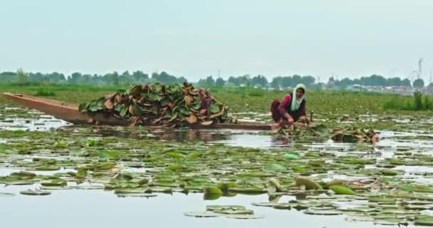 一名妇女坐在船的边缘 在克什米尔达尔湖采集植物 准备喂她的动物 Dal Lake Srinagar India June 2022 — 图库视频影像