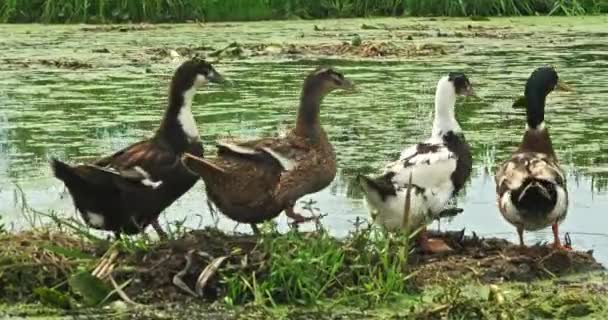 Anmutig Wechseln Enten Aus Dem Feuchtgebiet Und Gleiten Über Den — Stockvideo