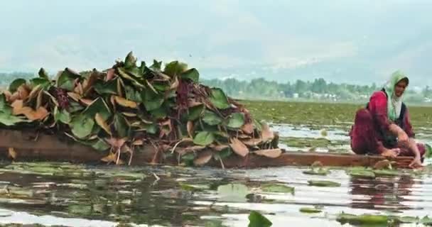 Una Mujer Está Recolectando Plantas Flores Nenúfar Lago Dal Cachemira — Vídeo de stock
