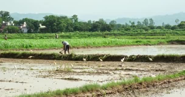 Een Indiase Boer Die Zijn Landbouwgrond Werkte Tijdens Het Seizoen — Stockvideo