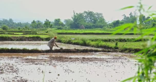 เกษตรกรอ นเด ยจากช มชนซ างานในไร าวของเขา Ramnagar Uttarakhand India กรกฎาคม — วีดีโอสต็อก