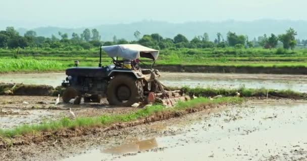 Farmer Indien Labourant Champ Riz Avec Tracteur Milieu Des Aigrettes — Video