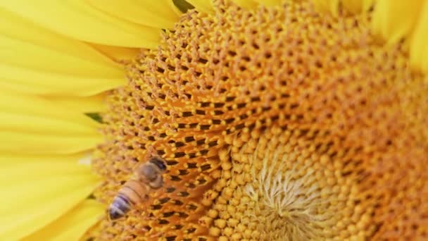 Pszczoły Trzepotały Nad Słonecznikami Dla Miodu — Wideo stockowe